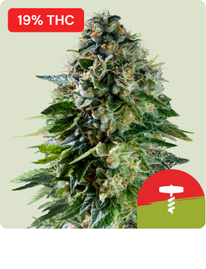 Corkscrew Auto Tyson-1